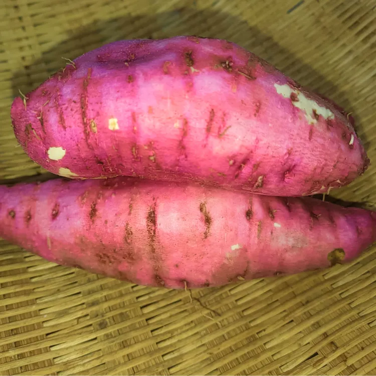 鲜季全自产 西瓜红有机红薯500克 25年红薯