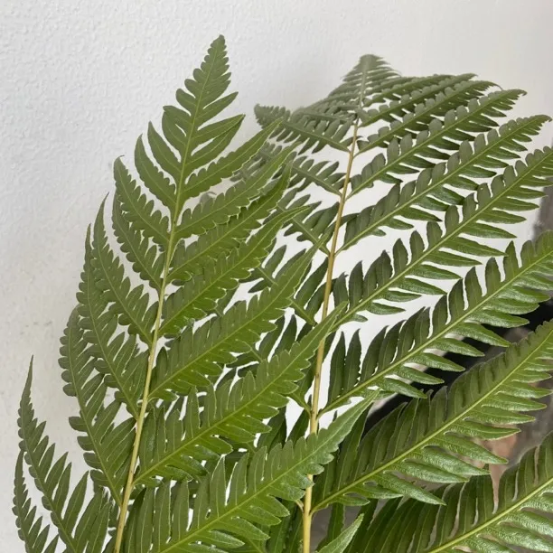 网红一叶蕨  室内盆景 花园造景(拍一发三）