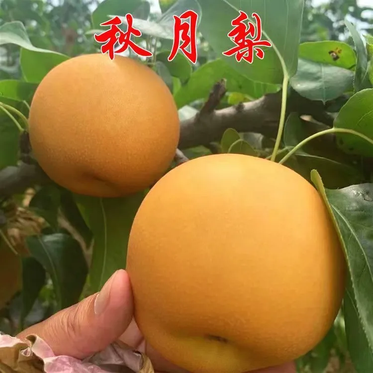 现挖现发嫁接梨树苗特大耐寒秋月梨南北方种植皇冠梨盆栽地栽