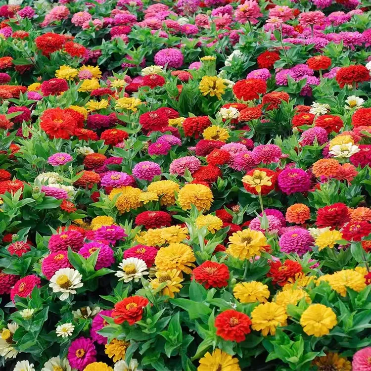 百日草花种子四季播种百日菊多年生耐寒易活花期长景观花海种籽子