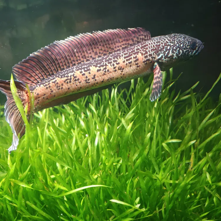 优质眼镜蛇雷龙水兰水族好物