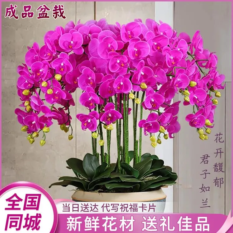 蝴蝶兰盆栽真花年宵花办公室盆栽全国鲜花速递同城实体店配送店
