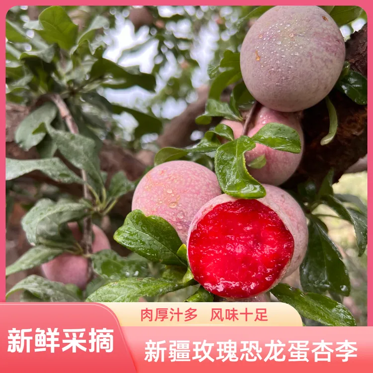 顺丰新疆恐龙蛋杏李新鲜水果当季现摘蜜红心李子玫瑰恐龙蛋包邮