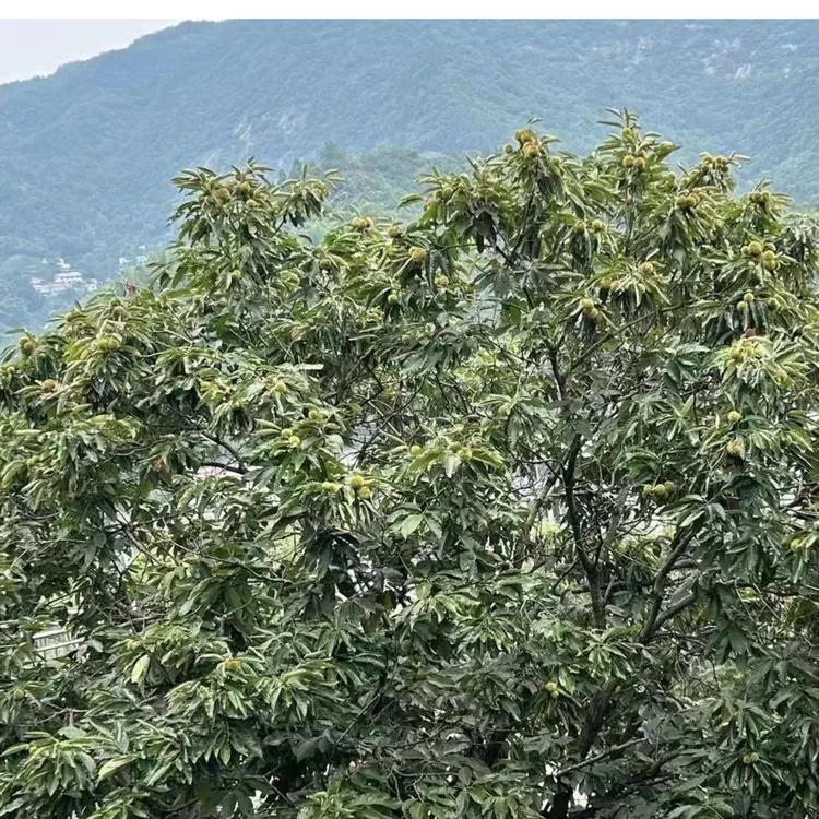 （生板栗）安徽舒城晓天家乡深山板栗烧鸡烧肉软糯香甜新鲜板栗