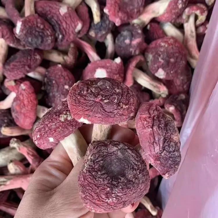 红菇野生红菇干货河南伏牛山特产月子菇红蘑菇煲鸡汤食材净重包邮