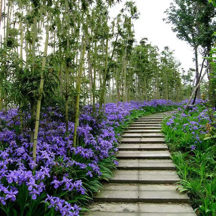 鸢尾花苗庭院绿化工程花卉苗木多年生小区别墅园林造景花草绿植物