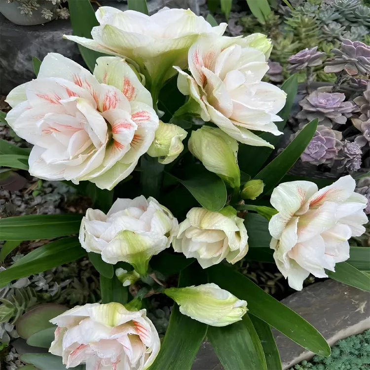 年年开花阳台【新鲜现挖】庭院荷兰进口重瓣朱顶红室内外花卉盆栽