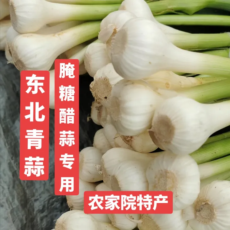 小园青蒜/腌糖醋蒜专用，讷河产地直发