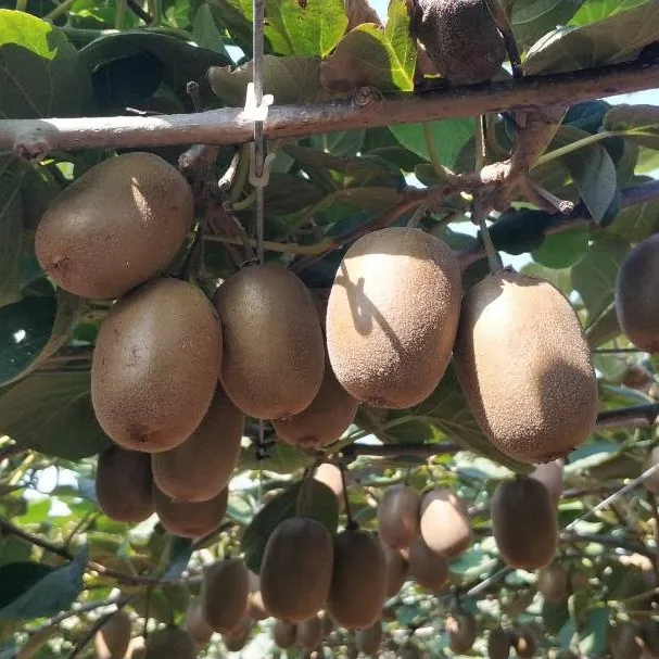 山东新鲜现摘泰山1号碧玉绿芯猕猴桃新鲜猕猴桃5斤产地直发瑶瑶