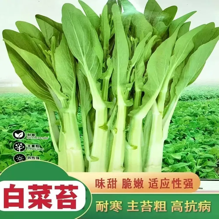 早熟白菜苔种子白菜心种子香甜早白菜苔阳台庭院四季种植蔬菜种子