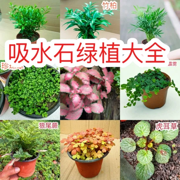 珍珠草假山绿植大全吸水石盆栽花卉霹雳椰子佳人狼尾等