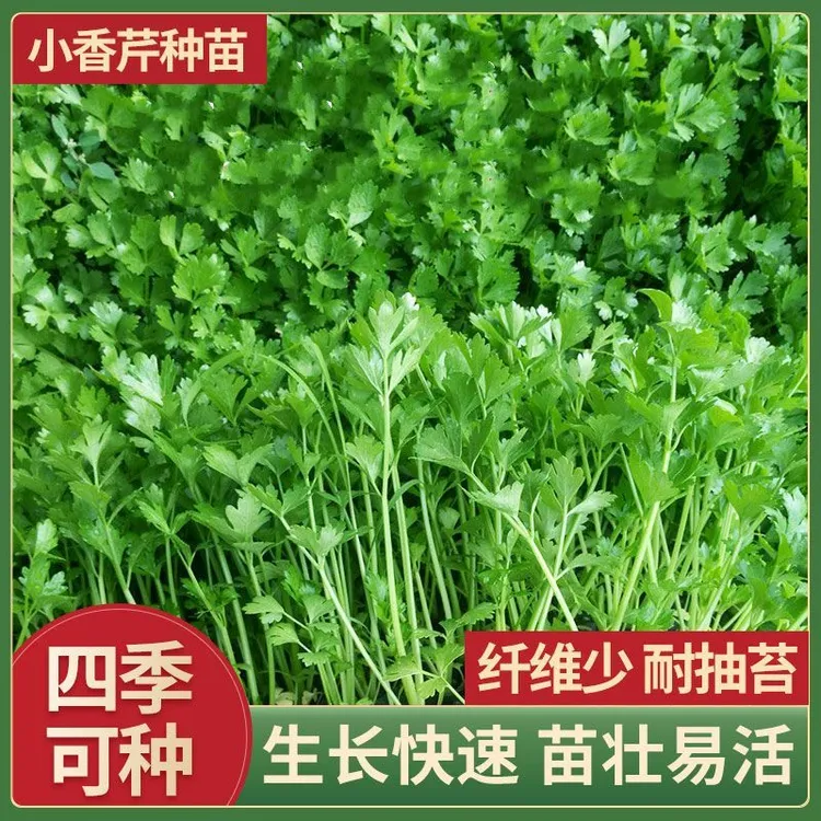 九块九元20棵芹菜苗西芹根芹寿光苗场四季高品质批发播种快速