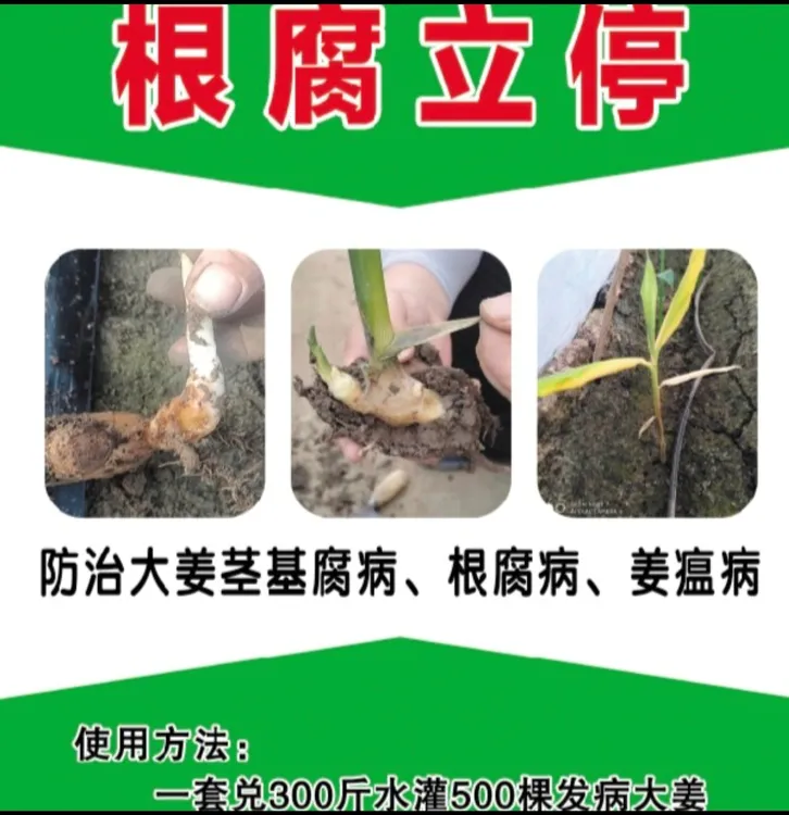 根腐立停套装 专业防死棵烂苗 一套兑两桶水灌淋根部