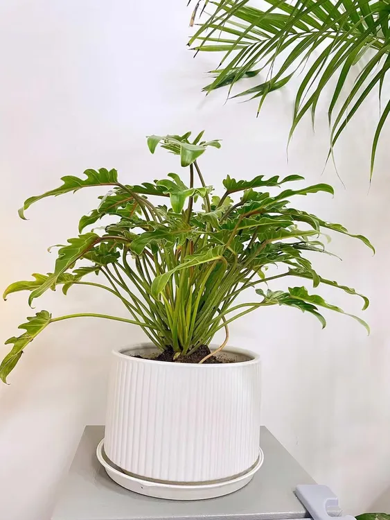 小天使盆栽四季常青绿植室内庭院均观叶植物水培花龙鳞春羽大老桩
