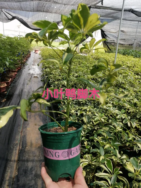 小叶花叶鸭脚木阳台室内观叶植物净化空气去二手烟好养易活省心