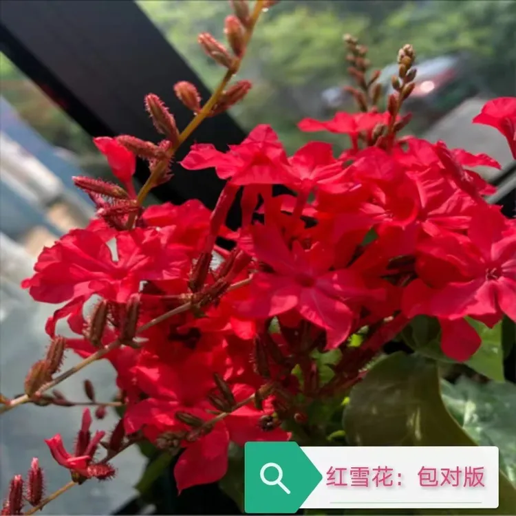 红色红雪花苗耐热带花苞多年生室外阳台庭院绿植花卉