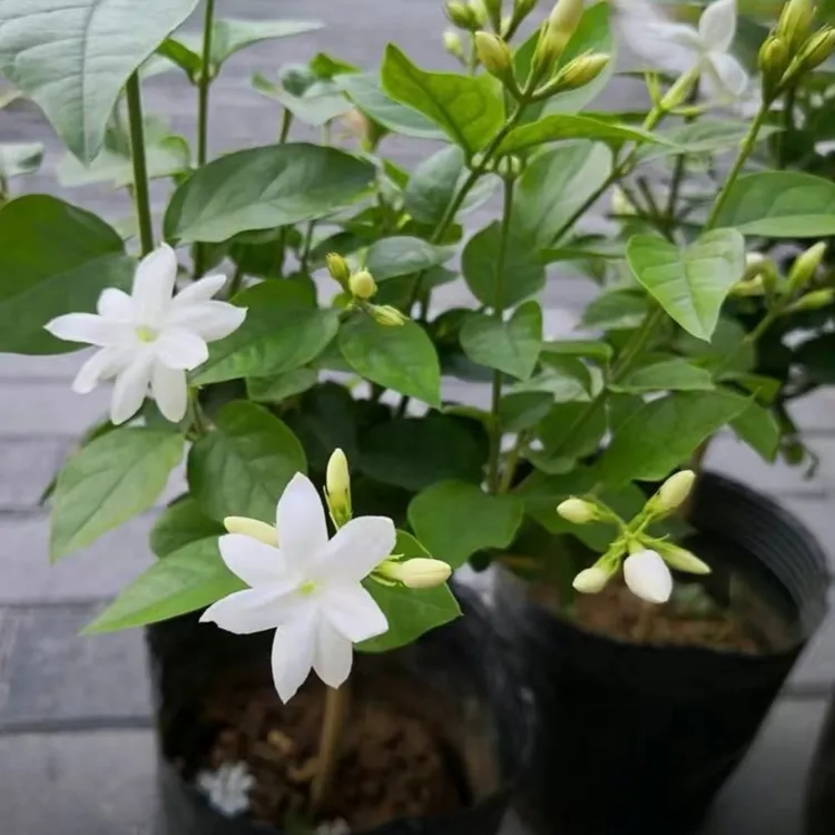 笔尖茉莉 带花苞发货 单瓣独杆棒棒糖型白色春季夏季美观阳台