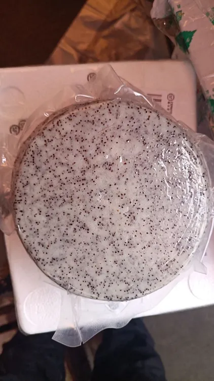 天星米糍粑包谷糍粑1斤半一个家乡味圆形粗粮健康