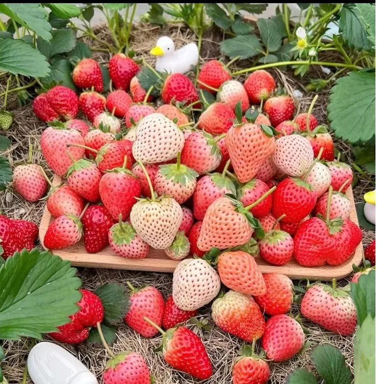 【小穴盘苗】福利款新手草莓苗奶油宁玉天仙醉草莓盆栽地栽
