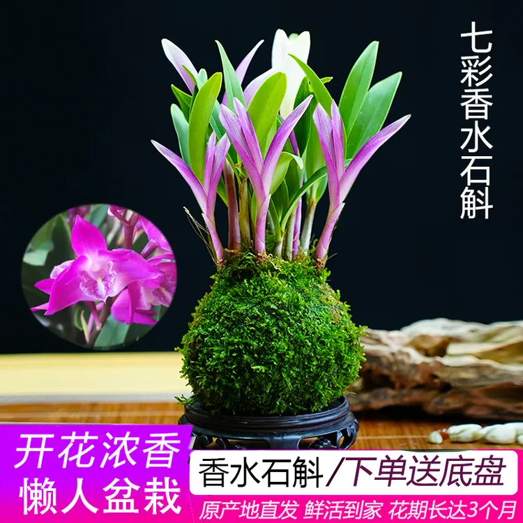 七彩香水石斛兰花四季开好养绿植浓香型石斛懒人好养净化空气花卉