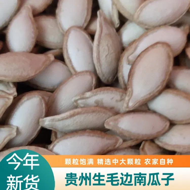 贵州毛边南瓜子生南瓜籽毛边南瓜子250g农家自种吊兰老品种