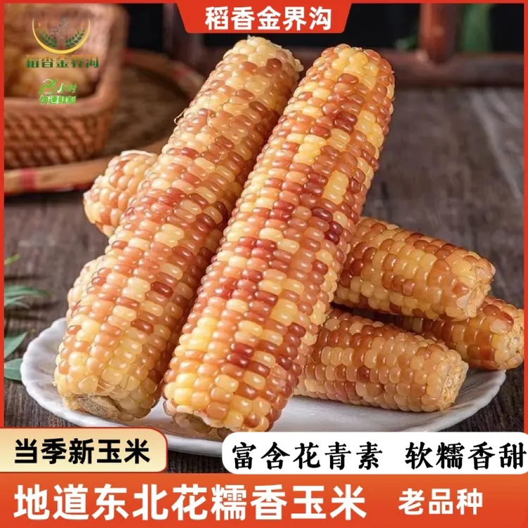 【试吃3根】2024新季花糯玉米260-350g*10根软糯香甜饱腹