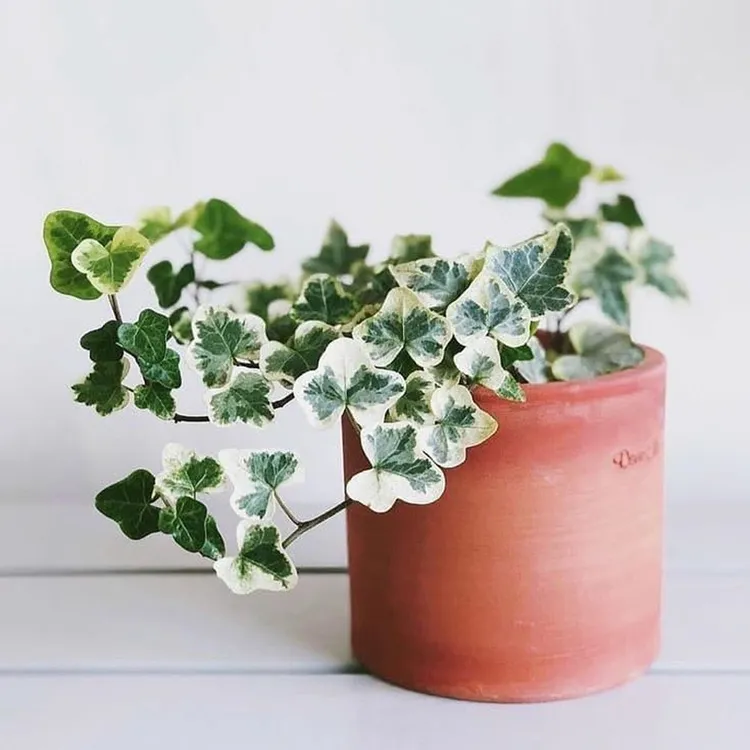 网红植物雪莹常春藤店铺满16元包邮室内外垂吊绿植花卉盆栽观叶