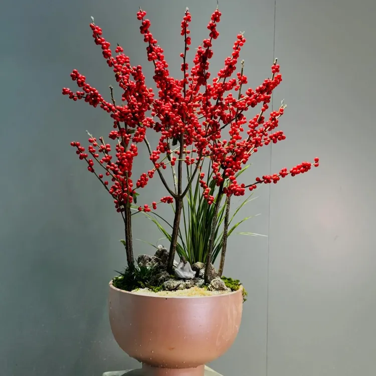 【北美冬青】耐寒耐高温年宵花中国红价【只一天】