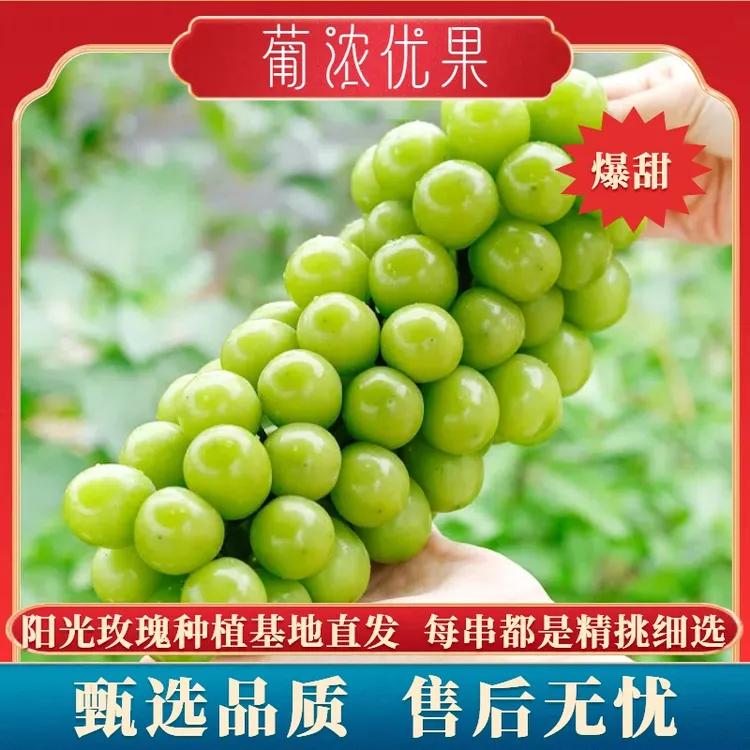 【5斤装】精选阳光玫瑰葡萄晴王无籽马奶提子饱满果园种植新鲜多汁