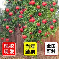 石榴树树苗突尼斯软籽石榴苗庭院果树果苗盆栽正宗无籽特大甜石榴