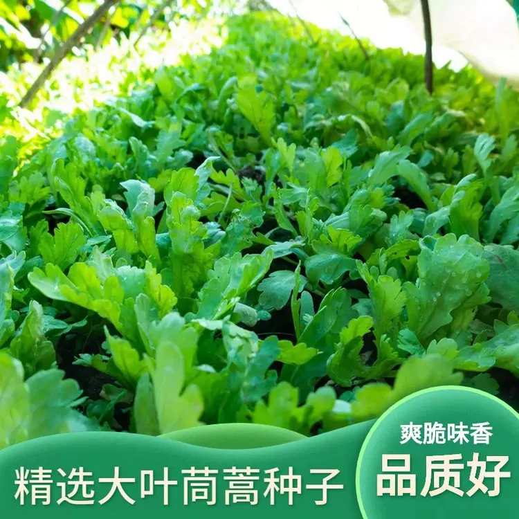大叶茼蒿种子茼蒿菜种蔬菜茼蒿种籽四季孑菜