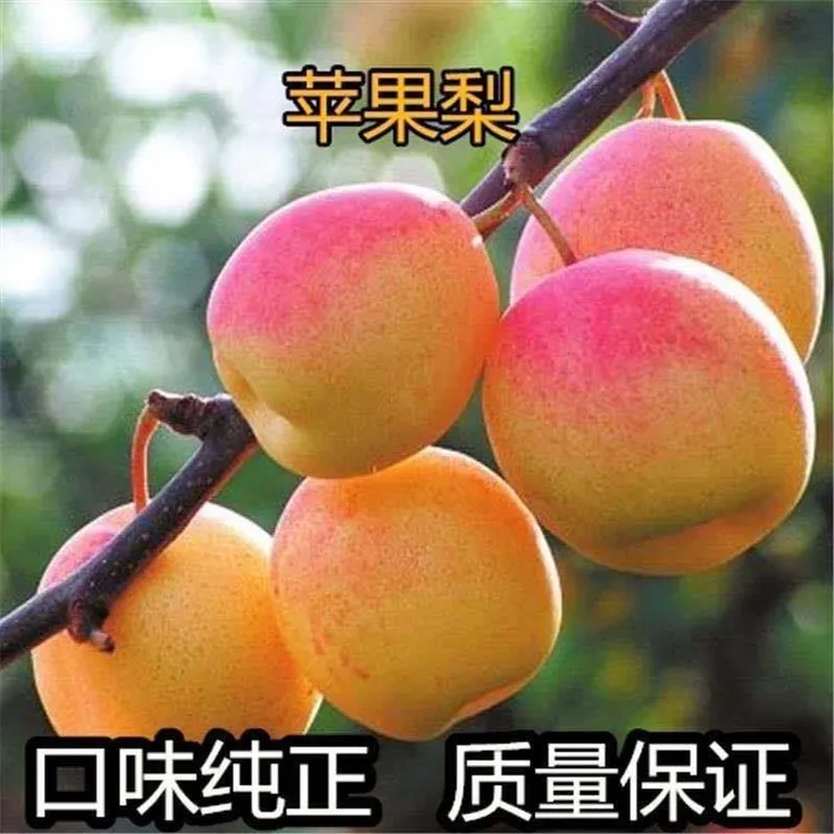 苹果梨梨树嫁接苗 黄金梨盆栽地栽南北方种植梨树苗 当年结果苗