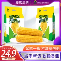 甜如玉 东北黑土地甜糯玉米东北粘苞米10支装非转基因无添加