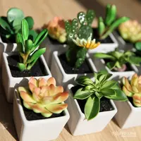 同美多肉园艺 红鸾 粉丝福利多肉植物 直播间实物为 