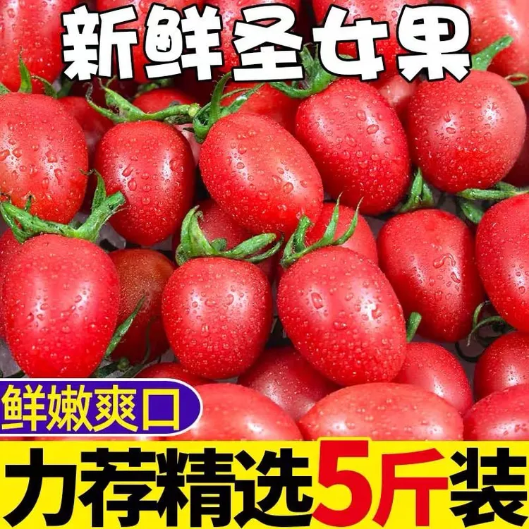 红圣女果【疯抢中】圣女果现摘新鲜当季水果非千禧番茄整箱应季发