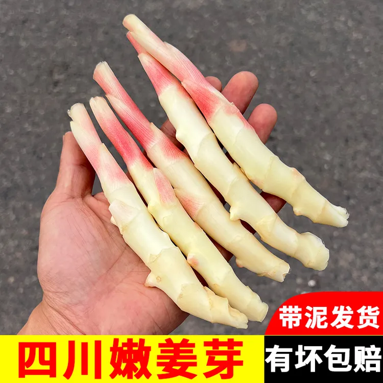四川嫩姜新鲜嫩仔姜嫩原产地农家现挖竹根姜红芽鲜姜醋泡姜独姜牙