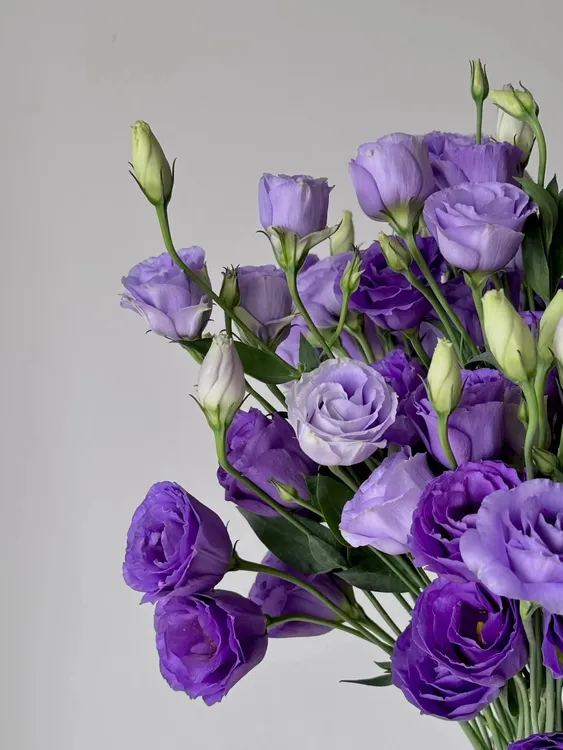 紫色洋桔梗-云舍鲜花卉鲜切花材600克云南基地现采顺丰冷链包邮