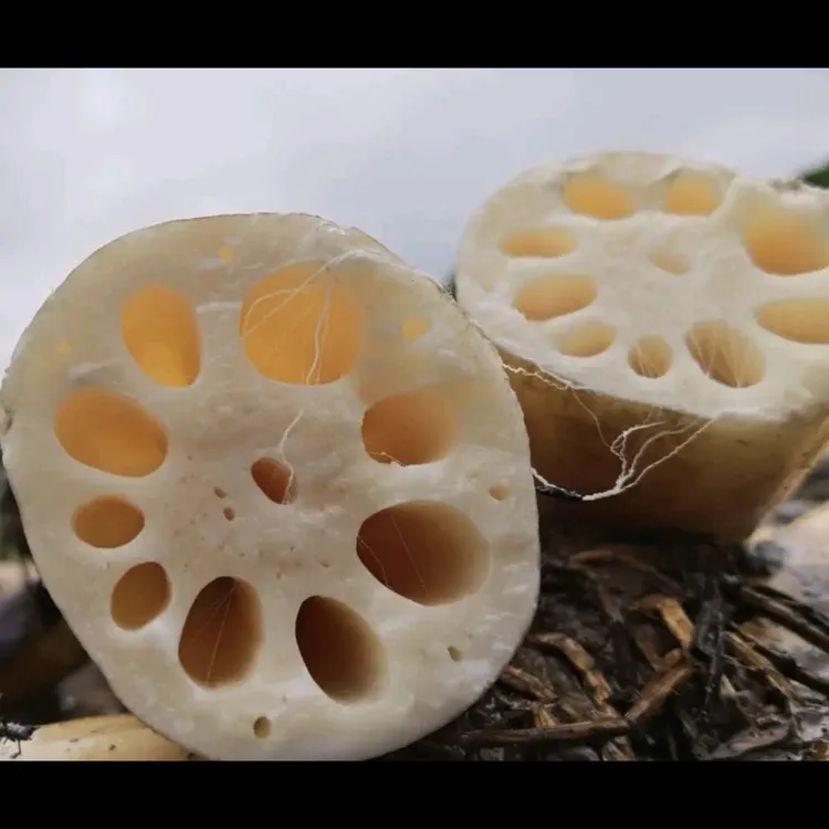 正宗洪湖新鲜现挖煲汤粉藕湖北农家特产九孔红藕