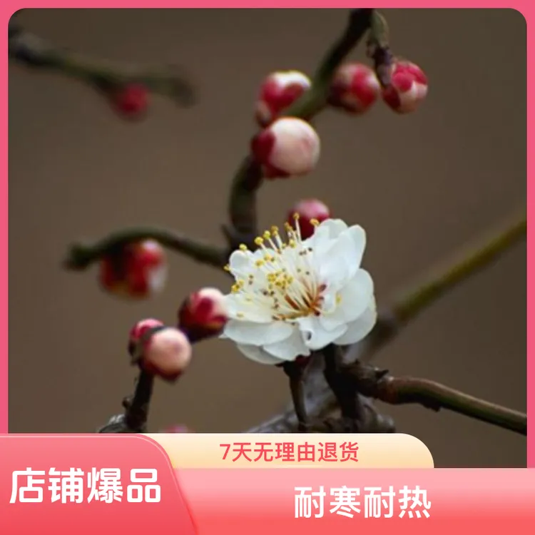 原生龙游梅花老桩盆景梅花盆栽花卉耐寒耐热植物室内阳台庭院盆栽