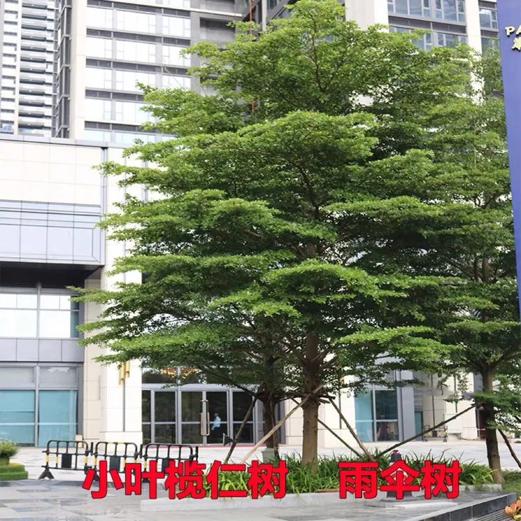 小叶榄仁树苗细叶榄仁绿化风景树雨伞树锦叶榄仁苗绿植户外植物