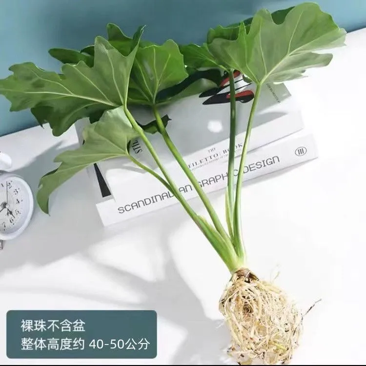春羽绿植盆栽花卉植物室内易养活龟背竹无土春羽水培植物室内好养商品图
