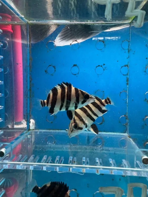 虎鱼苏门答腊虎鱼苏练手虎鱼三纹虎鱼清仓进口热带观赏鱼活体发货