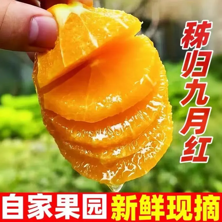 【达人专属】湖北秭归九月红脐橙三峡秋橙应季水果现摘现发5斤、9斤
