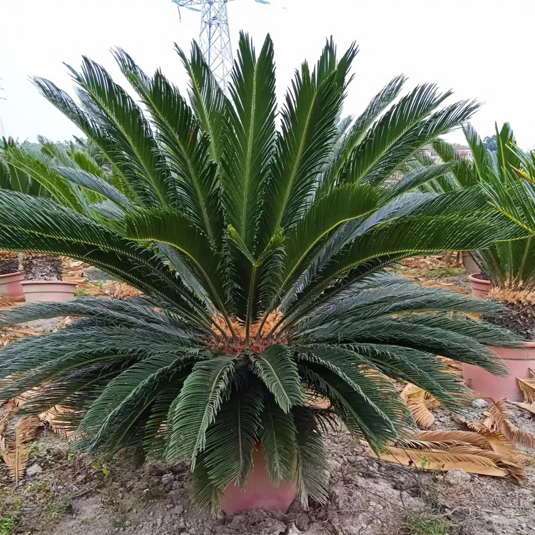 铁树大型室外盆栽铁树盆景苏铁客厅盆栽四季常青耐寒绿植庭院绿植