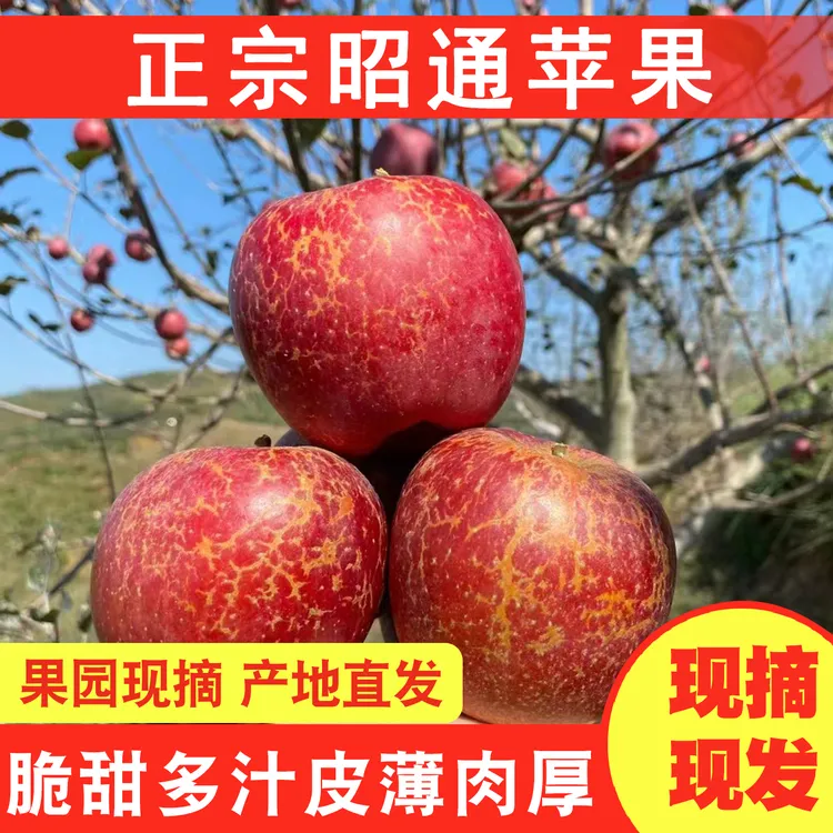 当季云南昭通冰糖心丑苹果新鲜水果现摘现发原产地直发