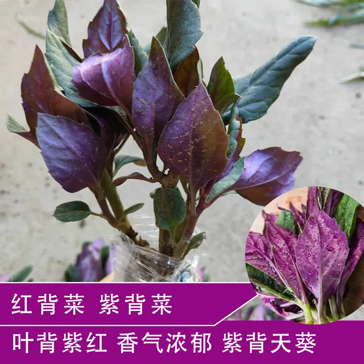可食用紫背菜苗紫背天葵种苗带土血皮菜观音菜种苗盆栽地栽菜苗