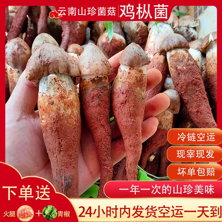 新鲜鸡枞菌云南野生菌当季食用菌菇农家自采蘑菇山珍味美鸡棕菌
