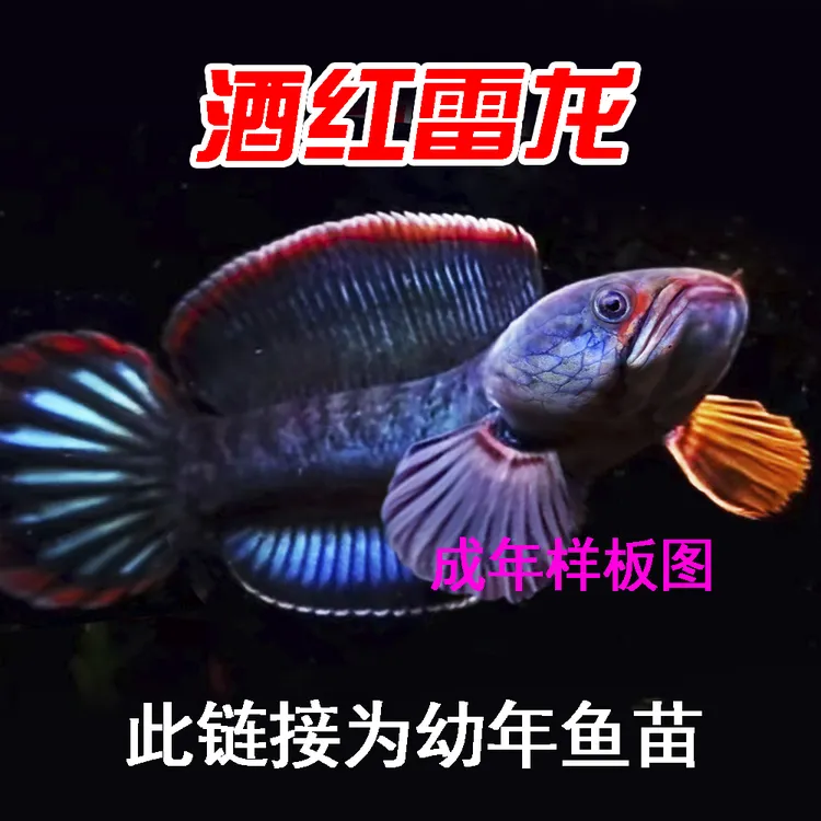 酒红雷龙鱼 观赏鱼直播专用挑鱼链接