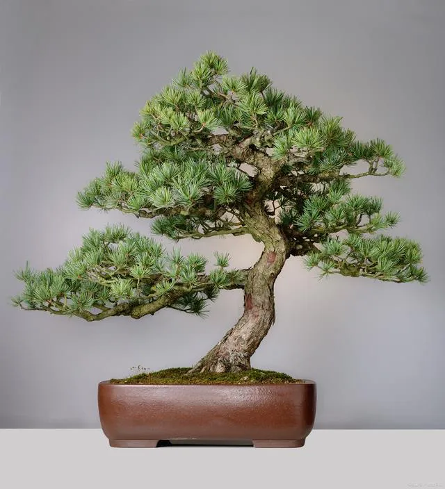 景之韵盆景苗木直销