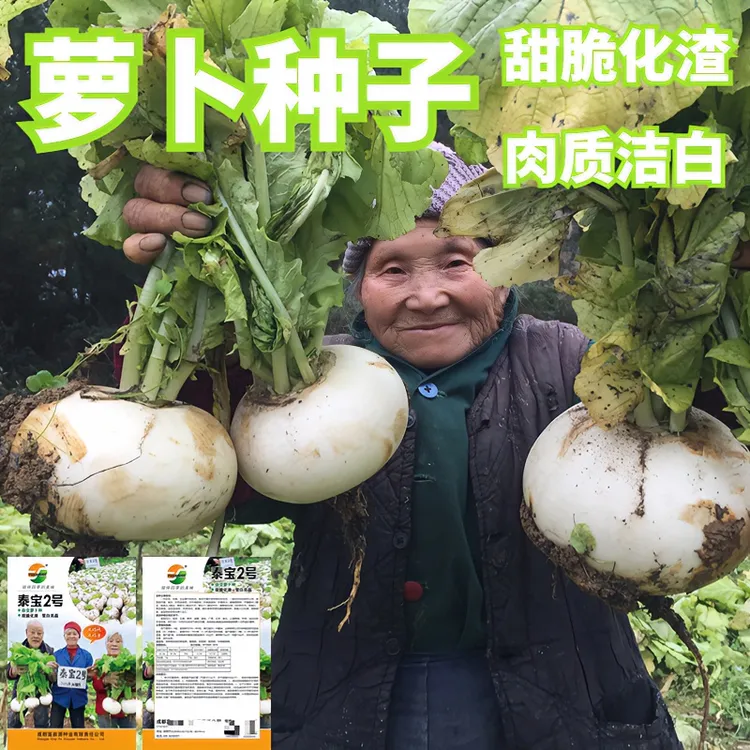 四川白萝卜种子圆白萝卜种籽不易抽苔秋季种植阳台庭院蔬菜种子